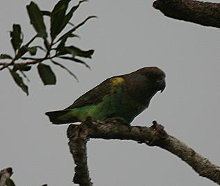 Goldbugpapagei, poicephalus meyeri saturatus